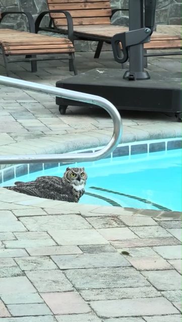 At Mercey, even the 🦉 like the mineral water 😊

#explore #california #hotsprings #tranquility #owl