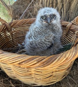 Chloe the Great-horned Owlet in the basket, located up in the tree - March 26, 2026