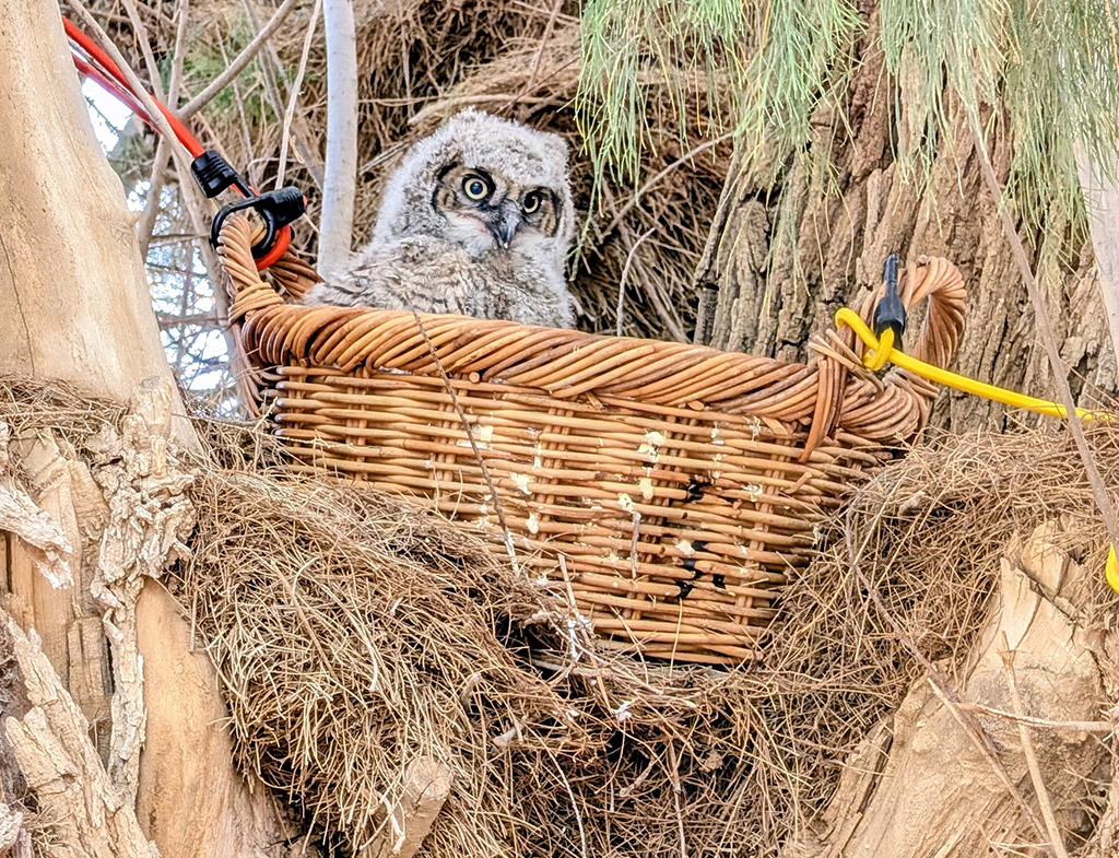 Chloe the Great-horned Owlet in the basket, located up in the tree - April 5, 2026