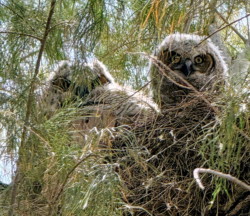 Chloe the Great-horned Owlet with her sibling - April 15, 2026